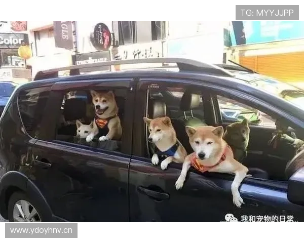 大阪刚买下比她家还大的狗屋，给两只柴犬开派对